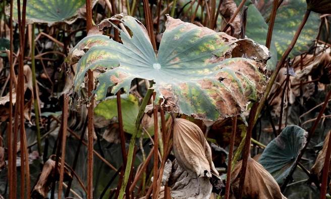 李利国》从枯荷池看李商隐的心境体会
。(图/爱传媒提供)