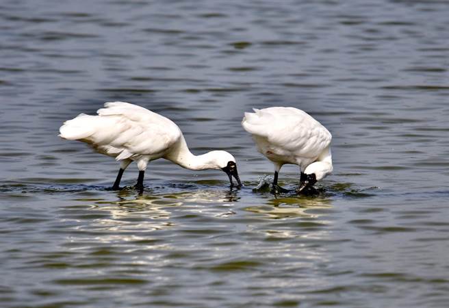 据统计，目前已有1200只黑面琵鹭到台南度冬。(台南市农业局提供／刘秀芬台南传真)