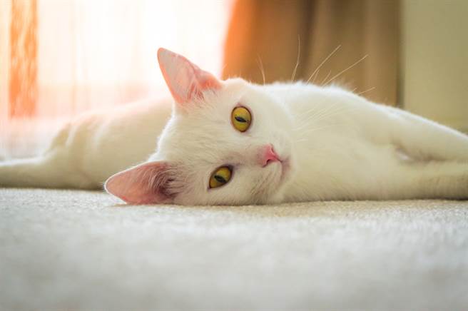 一名网友分享领养猫咪的过程相当繁琐，甚至受赠方还要求他签下条件不合理的领养合约。（示意图，非当事猫／Shutterstock）