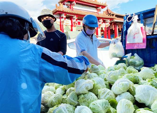 关山农民赖阳喜种的高丽菜因遇豪大雨成了迷你版，为免血本无归，只好贱价求售。（民眾提供）