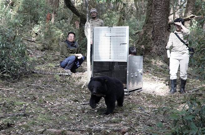 廣原小熊「Mulas」經過10個月照養，於去年5月16日在中央山脈野放。（台東林管處提供）