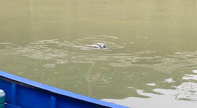 民眾拍到小海豹在鼻头渔港来回徘迴。（图／取自脸书粉专Ocean Love Dive Club。海洋 乐潜水俱乐部）