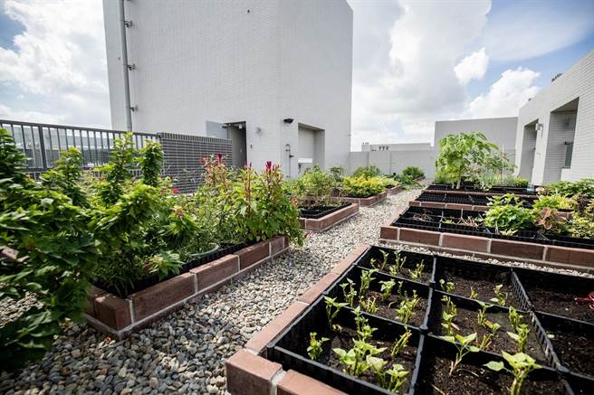 南屯精科-菜圃。（台中市政府提供）