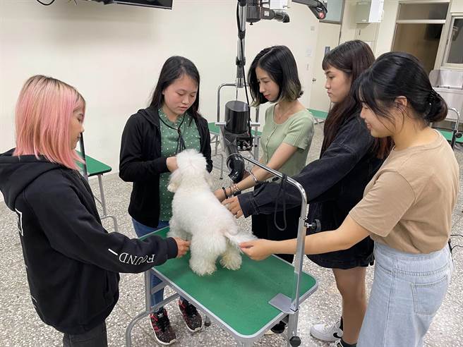 弘光科大动保学程这5位学生参加宠物美容顺利通过检定。（陈淑娥摄）