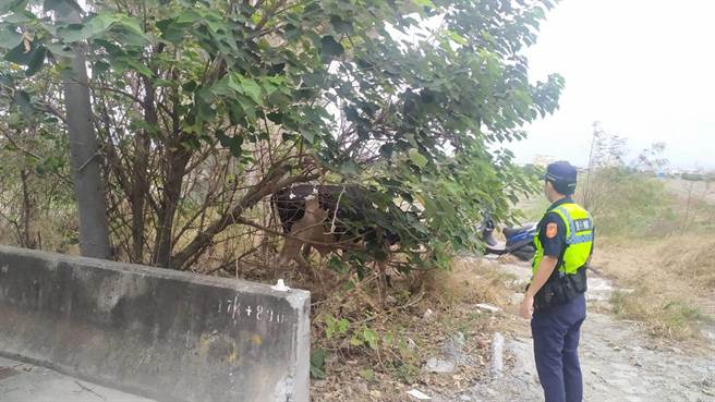 鹿港分局草港派出所員警陳永源，波麗士變身牛仔，幫忙飼主將逃家的牛牛趕回牧場休息，結束一場虛驚。（警方提供／謝瓊雲彰化傳真）