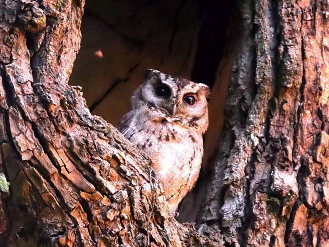 集集镇大眾爷庙旁樟树公，领角鸮连续8年筑巢。（集集镇公所提供／廖志晃南投传真）