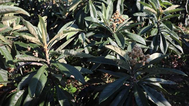 台中新社枇杷受極端氣候影響，今年頭花、二花授粉不良，結果率不佳。（王文吉攝）