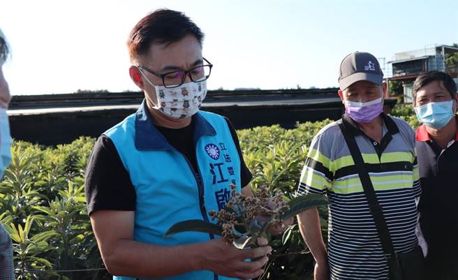 立委江啟臣（左一）關心台中新社枇杷災損情形，並爭取啟動天然災害現金救助。（王文吉攝）