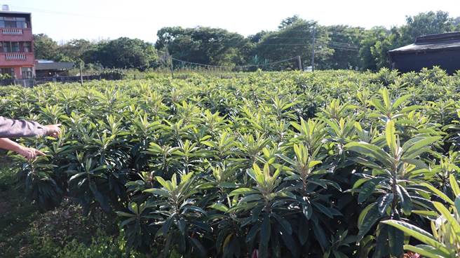 台中枇杷主要產區「新社」受極端氣候影響，陸續有農友反映授粉不正常，結果率差。（王文吉攝）