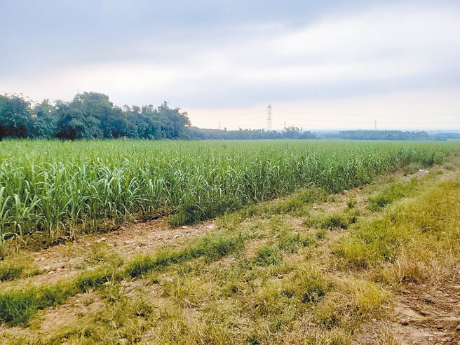 云林县政府开发古坑产业加值园区，却在环评初审卡关，县长张丽善喊话盼不要政治角力，不要边缘化云林。该园区预定地位于古坑乡的台糖地，目前种植甘蔗。（周丽兰摄）