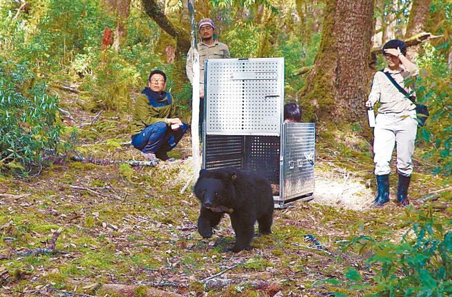 广原小熊「Mulas」经过10个月照养，于去年5月16日在中央山脉野放。（台东林管处提供／庄哲权台东传真）