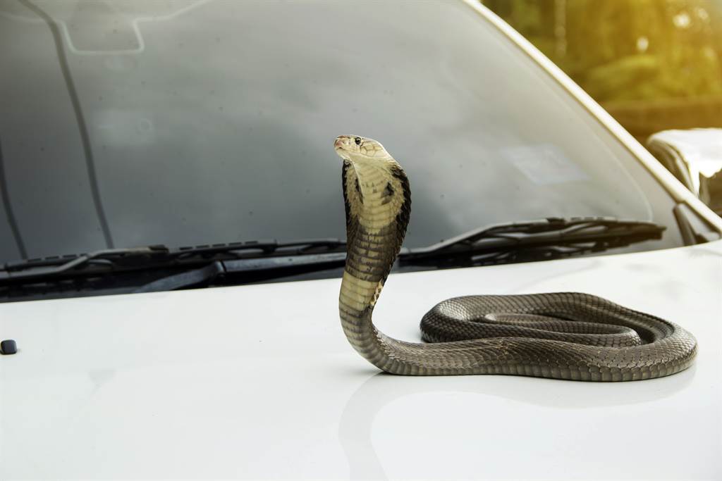 眼鏡蛇卡汽車冷氣口女嚇壞捕蛇達人驚 第一次看到 搜奇 網推