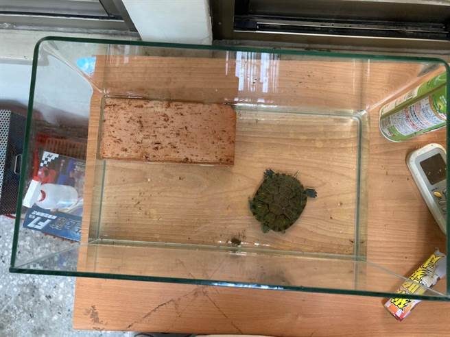 小巴西龟饲养应提供适当空间并附上可供攀爬的站台供其选择，兼顾方便清洁与动物福利。（新北市动保处提供）