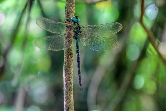 關西「茄苳窩」濕地的蜻蜓物種豐富，停在樹蔭休息的「長鋏晏蜓」。（羅浚濱攝）