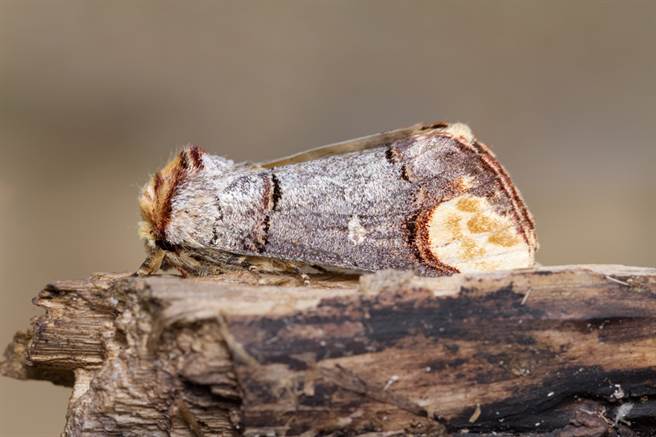 眼前外形神似截断的木头树枝，真实身分其实是一只飞蛾。（示意图／达志影像）