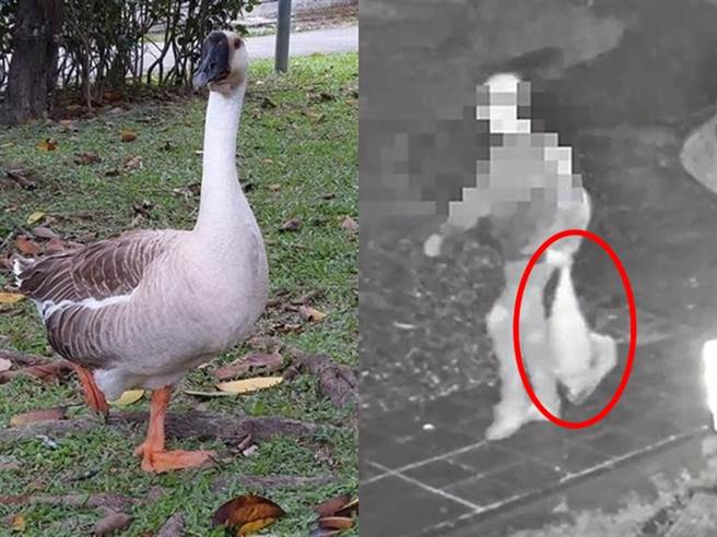 吴男称当天临时起意「想吃天鹅肉」才到醉月湖閒晃，但辩称鹅被找到时已明显死亡，他仅「捡鹅尸」回家，之后担心细菌感染，又将鹅送给外劳。（资料照）