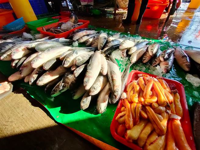 鹿港、线西海域每年冬季冬至后最重要的乌鱼汛，为渔民们带来丰厚的「乌金」收入。（谢琼云摄）