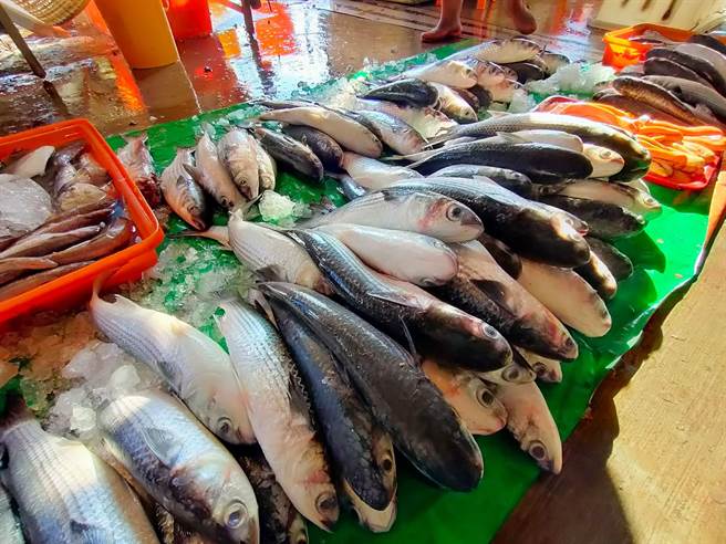 鹿港、线西海域每年冬季冬至后最重要的乌鱼汛，为渔民们带来丰厚的「乌金」收入。（谢琼云摄）