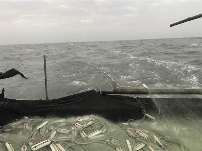 鹿港、线西海域每年冬季冬至后最重要的乌鱼汛，为渔民们带来丰厚的「乌金」收入。（彰化区渔会提供／谢琼云摄）