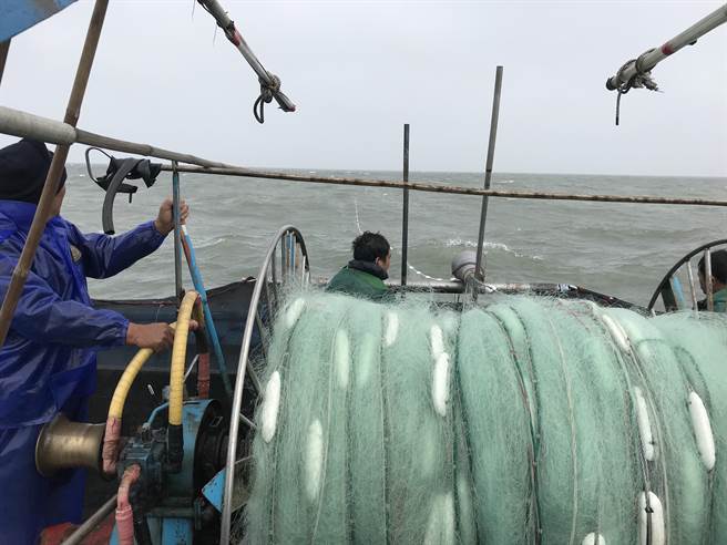 鹿港、线西海域每年冬季冬至后最重要的乌鱼汛，为渔民们带来丰厚的「乌金」收入。（彰化区渔会提供／谢琼云摄）