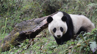 大陸四川大熊貓最新統計數據 野生1387隻、圈養548隻