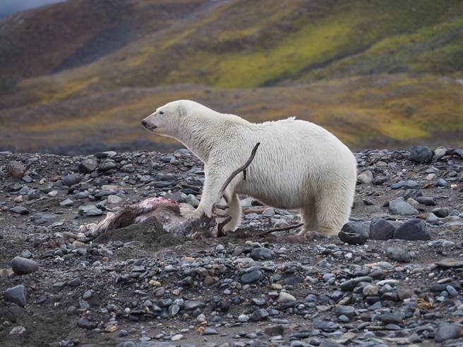 北極熊餓壞到陸地獵馴鹿科學家首次錄下殺戮過程 萌寵 網推