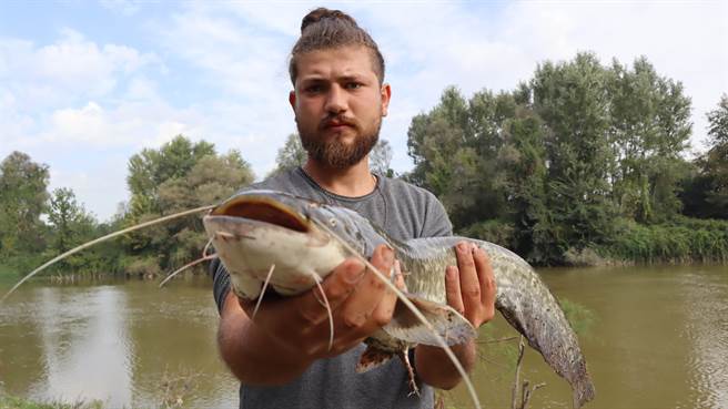 德国钓客钓到一尾巨型鲶鱼，外观呈现金黄色。(示意图/达志影像)