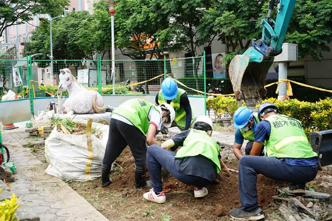 今年6月時，林口公所發現位於公園路一帶樹木有不正常的大量落葉，經檢驗，發現有23株欒樹罹患有「樹木癌」之稱的褐根病，立即進行防治作業（戴上容攝）