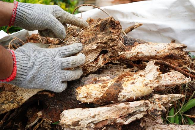 今年6月時，林口公所發現位於公園路一帶樹木有不正常的大量落葉，經檢驗，發現有23株欒樹罹患有「樹木癌」之稱的褐根病，立即進行防治作業（戴上容攝）