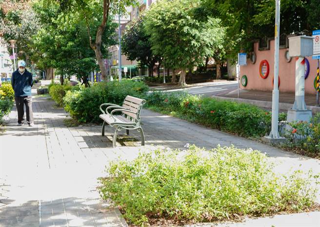 清除患病樹頭後，依照專家建議先種植灌木（戴上容攝）