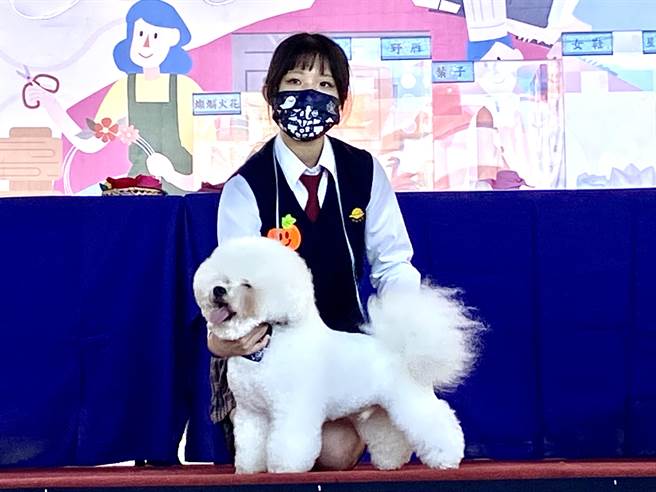 技职学生研习宠物美容，宠物美容市场大，学生将「校狗」当成模特儿，剪出像一团棉花糖的可爱小狗。（卢金足摄）