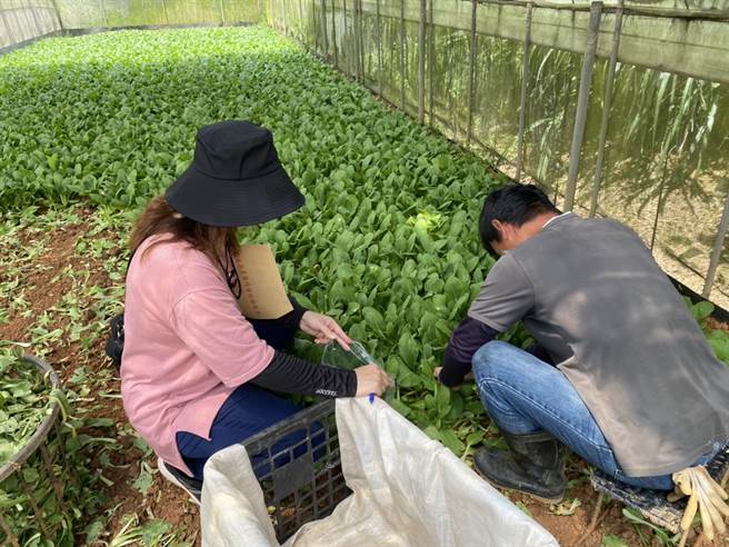 桃園議員鄭淑方質疑，農業局及衛生局的農藥殘留檢驗量過低，恐無法抓出農藥殘留超標的食品。（桃園市政府農業局提供／陳夢茹桃園傳真）