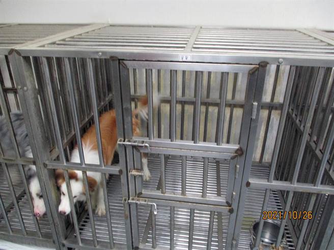行政执行署台南分署查封精准生技公司培育的嗅癌犬。（读者提供／洪荣志台南传真）