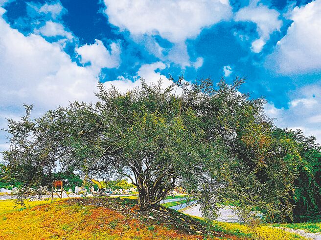 因工程重生的台湾火刺木。（九河局提供／王志伟花莲传真）