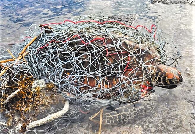 澎湖一日3起海龜落難，圖中一綠蠵龜慘遭漁網纏繞，幸獲及時搶救保住一命。（第七岸巡隊提供／陳可文澎湖傳真）