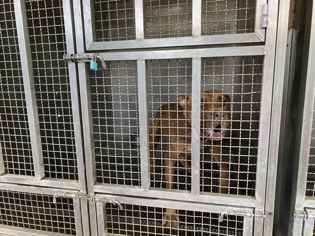 新竹縣尖石鄉發生一起民眾遭比特犬咬死的意外，案發後該犬已於20日送往新竹縣家畜疾病防治所的收容所「看管」，未來預計有條件開放認養。（莊旻靜攝）
