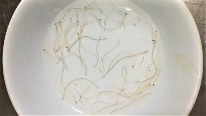 馒苗有「白金」之称。（图／农委会提供）