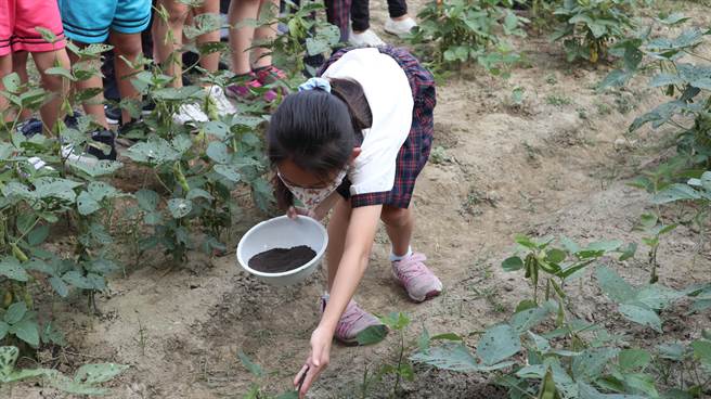 台南市新营区新泰国小的「新泰梦田」，这学期以种植毛豆为主。（张毓翎摄）