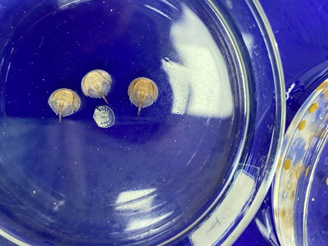 全台21校参加海科馆保育计画，带领学生孵育有活化石之称的海生类节肢动物「鲎」。（大成国中提供／陈梦茹桃园传真）