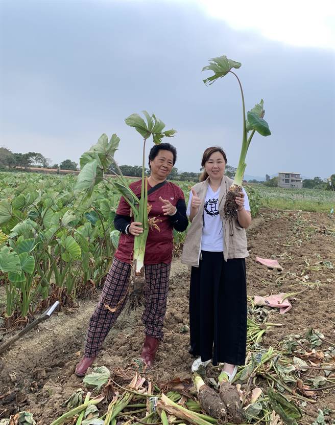 烈屿乡长洪若珊邀请乡亲和游客一起在芋叶田田、秋风送爽中，共度假日美好时光。（烈屿乡公所提供）