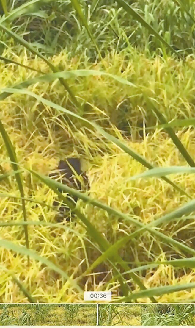 花莲县富里乡永丰村有机农田，疑有大型动物侵入，农民持手机拍下后都认为是台湾黑熊出没。（民眾提供／王志伟花莲传真）