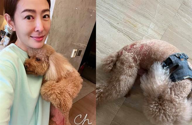 贾永婕分享爱犬伤势。（图／翻摄自贾永婕的跑跳人生脸书）