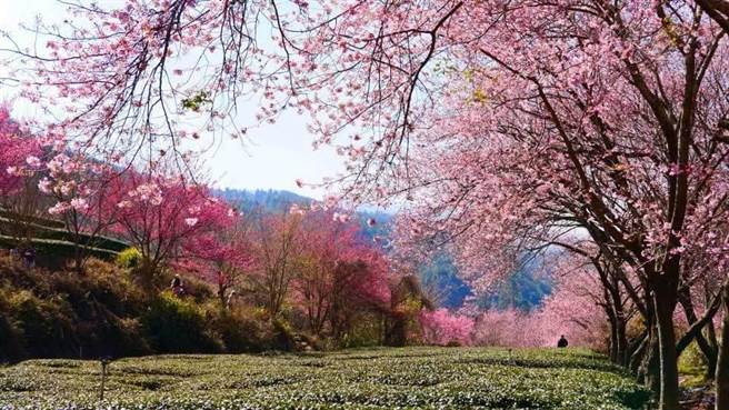 武陵農場宣布2022年櫻花季自2月12日至2月28日，共計實施17天疏運管制。（武陵農場提供／王文吉台中傳真）