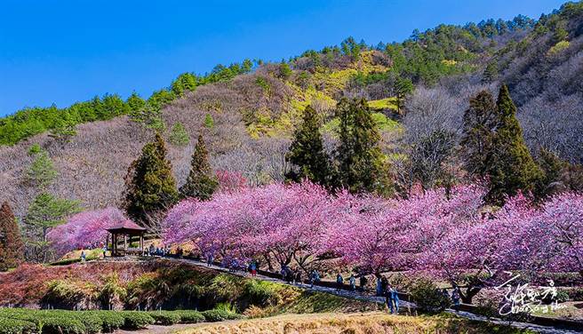武陵農場2022年櫻花季依往例，每日入園總量管制上限6000人。（武陵農場提供／王文吉台中傳真）