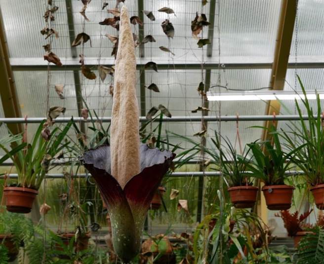 罕見魔芋屬植物外觀像男性生殖器，因此又被稱作「陰莖植物」。(圖翻攝自IG/Hortus botanicus Leiden)