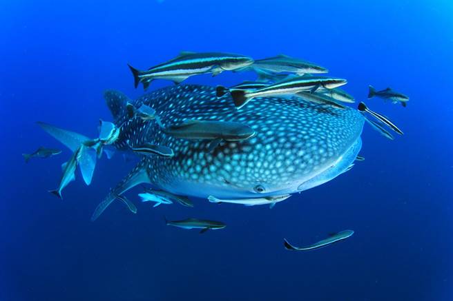 绿色和平发现台湾海洋动物共有1万1773种。（绿色和平提供／林良齐台北传真）