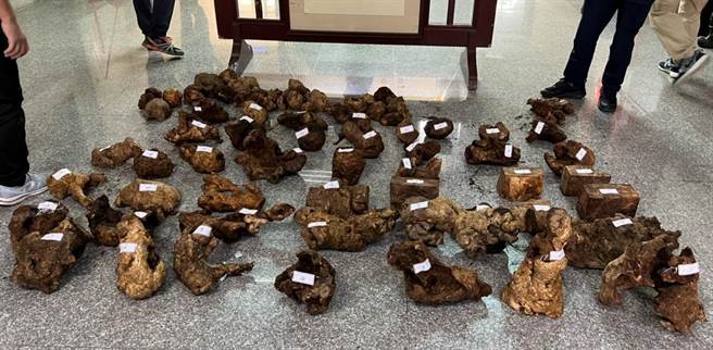 越南籍山老鼠，盗伐珍贵桧木树瘤。（仁爱警分局提供／廖志晃南投传真）