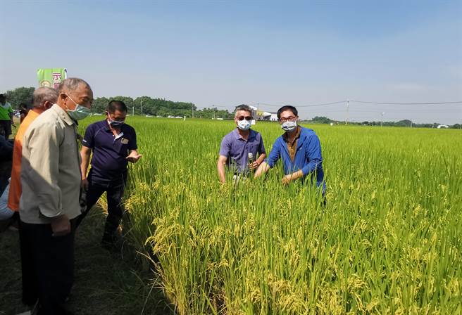 农委会农业试验所推广新品种稻米「台农85号」，由农试所副研究员李长沛（右二）、荣兴碾米厂厂长赖承麟（右）说明特性。（刘秀芬摄）