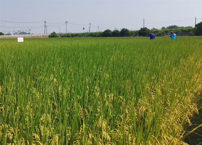 农委会农业试验所推广新品种稻米「台农85号」，29日于台南后壁举行观摩会，明年一期作也有云林、宜兰、花莲农友申请试种。(刘秀芬摄)