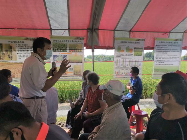农委会农业试验所推广新品种稻米「台农85号」，29日于台南后壁举行观摩会，明年一期作也有云林、宜兰、花莲农友申请试种。(刘秀芬摄)